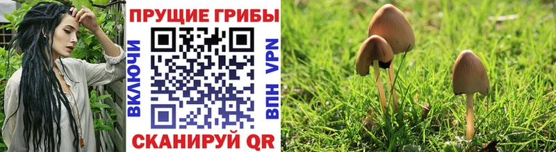 Купить где  Красный Холм  Галлюциногенные грибы прущие грибы 
